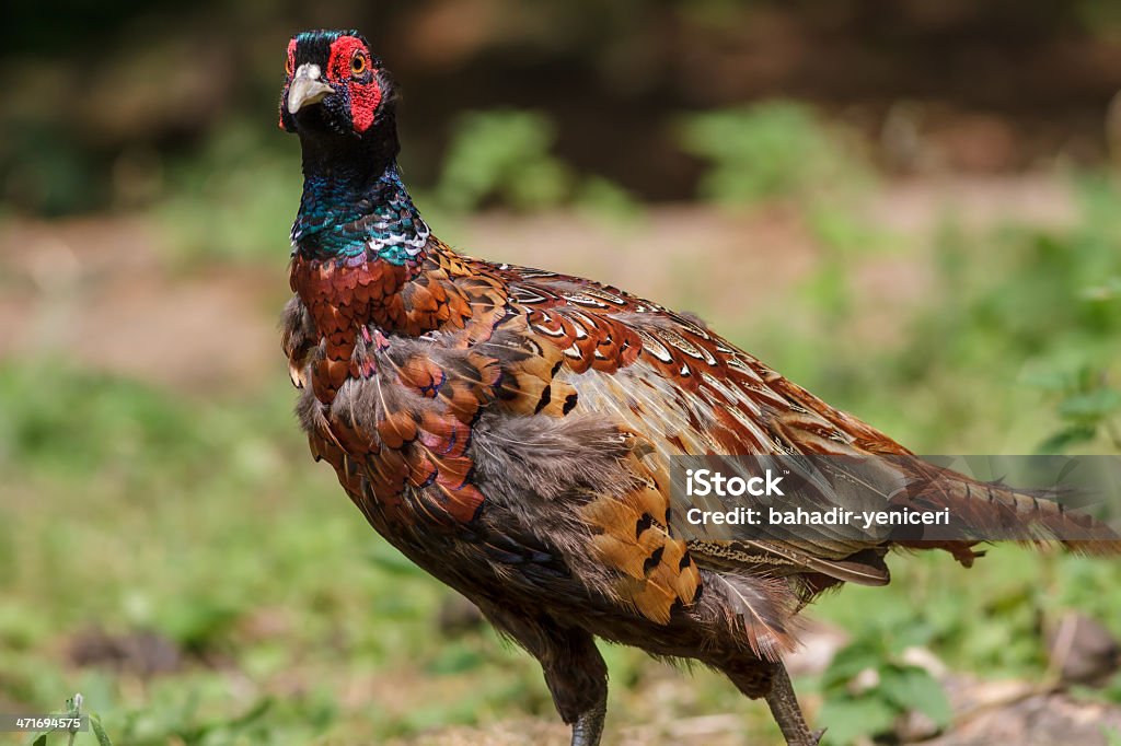 Яркий Pheasant - Стоковые фото Англия роялти-фри