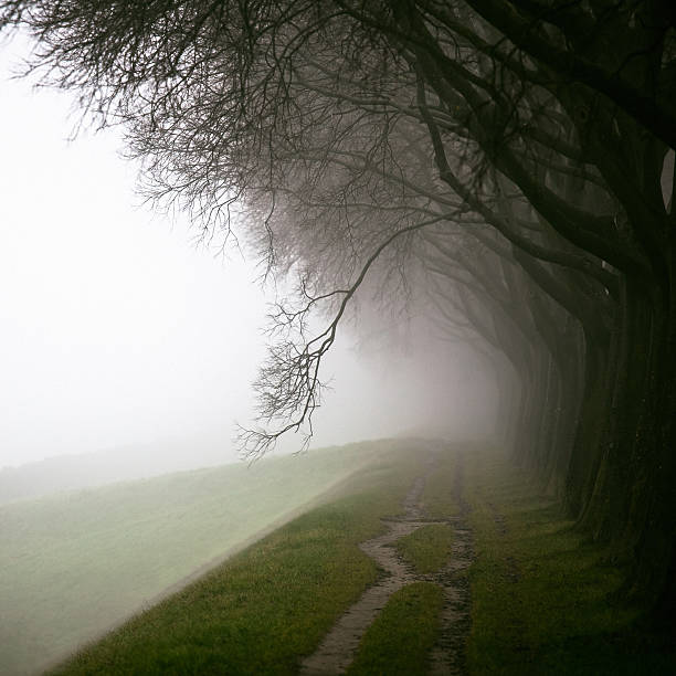 route de campagne canopée dans le brouillard - autumn street single lane road tree photos et images de collection