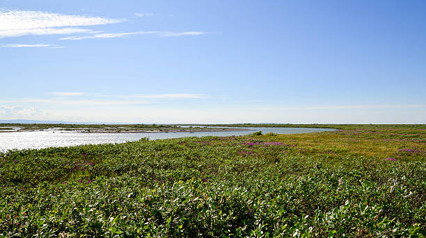 istock Tundra area Alaska 471695055