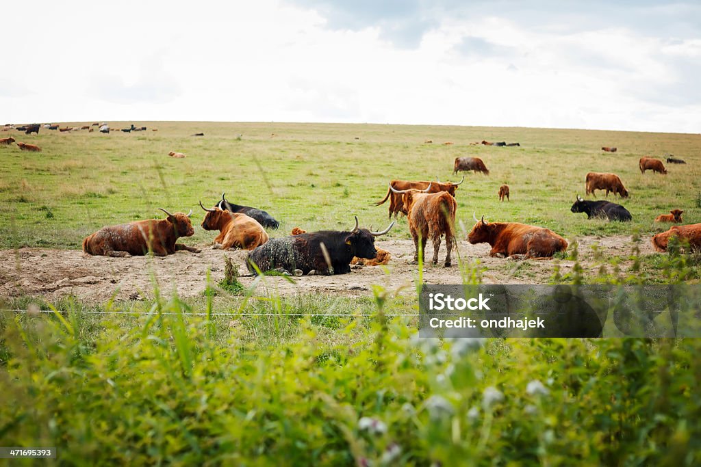 Highland cattle - Lizenzfrei Agrarbetrieb Stock-Foto