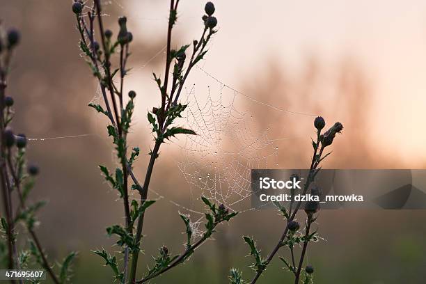 Mornig Dew On Spidernet Foto de stock y más banco de imágenes de Acorralado - Acorralado, Agua, Animal