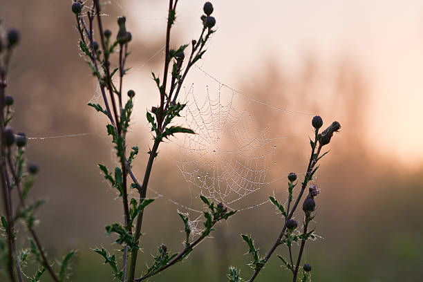 araignée mornig rosée sur le net - mesh web spider photos et images de collection