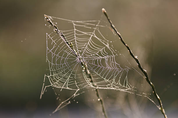 toile d'araignée dans la matinée - mesh web spider photos et images de collection