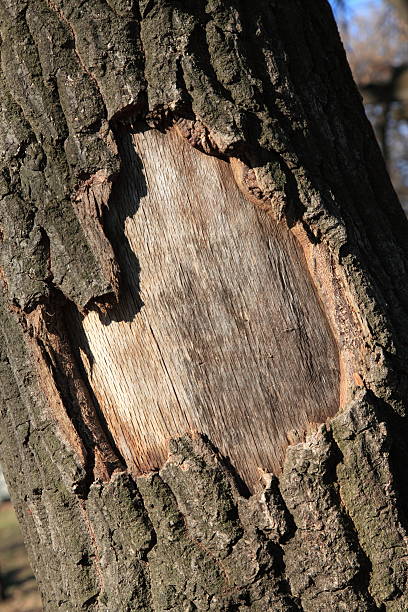 wood texture stock photo