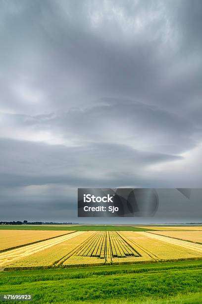 Estate Tempesta Sopra Terreni Agricoli Campi - Fotografie stock e altre immagini di Campo - Campo, Raccolto di mais, Tempesta