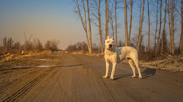 Dogo argentino in wood Dogo argentino in wood dogo argentino stock pictures, royalty-free photos & images