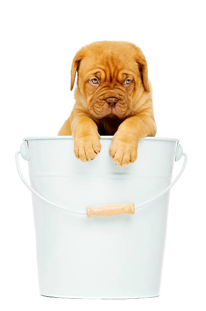 istock Dogue De Boudeux Puppy in a bucket 471696057