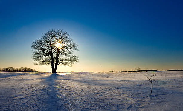 istock Lonely tree in winter field closes sun on decline 471696869