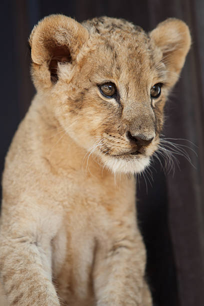 istock Portrait of little lion cub 471697101