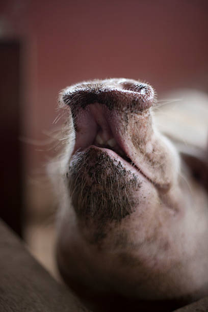 Primer plano de hocico de cerdo - foto de stock