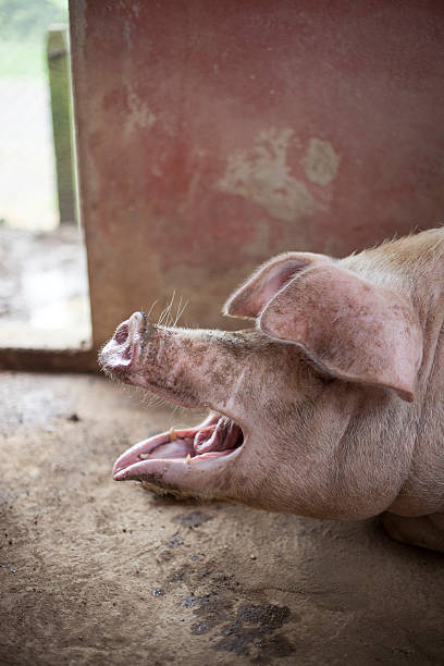 istock Close-up profile of snout and ears a pig 471697327