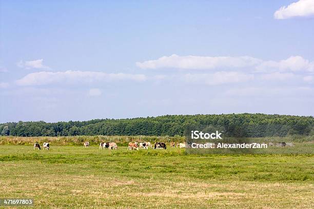 Manada - Fotografias de stock e mais imagens de Agricultura - Agricultura, Animal, Ao Ar Livre