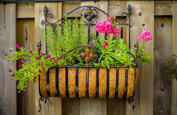 istock Pink flowers in the home garden 471697831