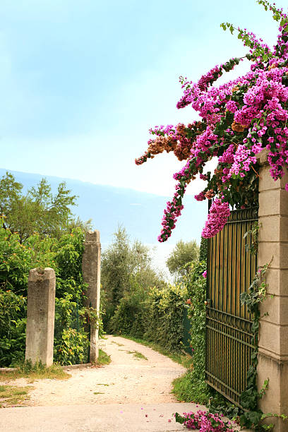 Pink blooming Bougainvillea plant at the entrance to an Italian villa.