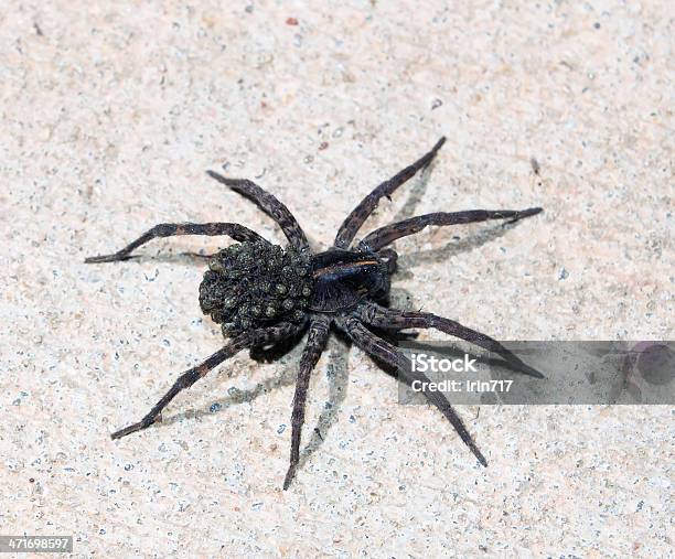 Tarantula Włoska Z Spiderlings Na Brzuchu Mierzona - zdjęcia stockowe i więcej obrazów Arachnofobia - Arachnofobia, Bezkręgowce, Brązowy