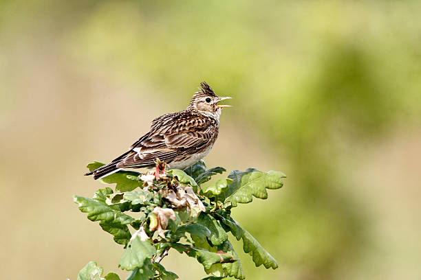 Skylark, Alauda arvensis Skylark, Alauda arvensis, Single bird on young oak tree, alauda stock pictures, royalty-free photos & images
