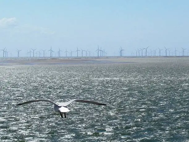 Wind farm for the production of energy in the sea / ocean in the Baltic Sea, located between Denmark and Germany, electricity is needed, sustainability is nature conservation, clean generation of electricity by wind energy Wind power, seagulls flying, clouds in the blue sky, environmental protection is the future