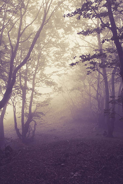 istock Misty Morning in the Forest 471700163