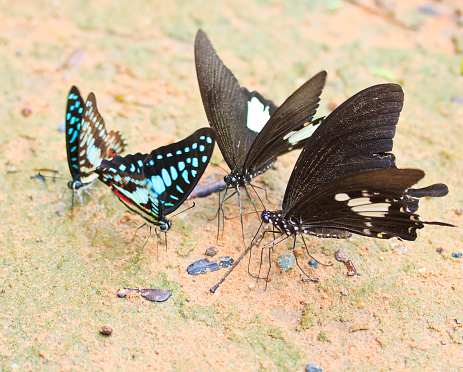 A butterfly on a plant