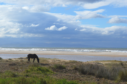 A black horse grazes free along the beach of white sand of the coast of  Tarifa, Andalucia, in a beautiful sunny day  between sea and river, along a strip of grass above the beach.