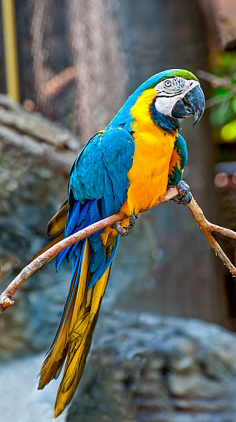 istock Beautiful of macaw 471700573