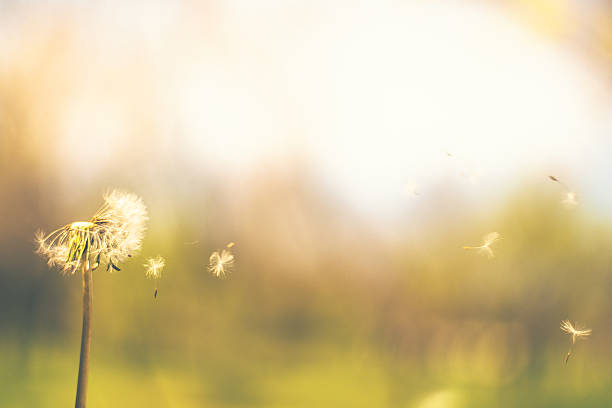 istock Dandelion blowing in the wind with blurred background 471701038