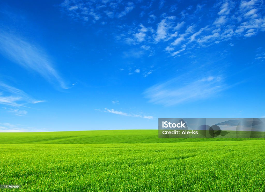 field field of green grass with white clouds Agricultural Field Stock Photo