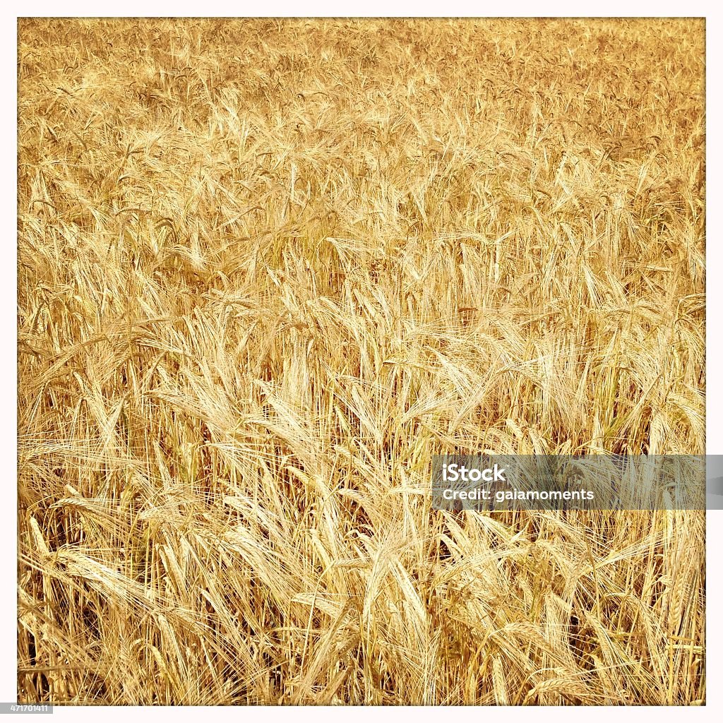 Fondo dorado de cebada - Foto de stock de Agricultura libre de derechos