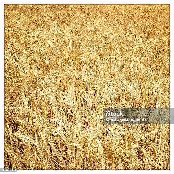 Fondo Dorado De Cebada Foto de stock y más banco de imágenes de Agricultura - Agricultura, Belleza de la naturaleza, Borde