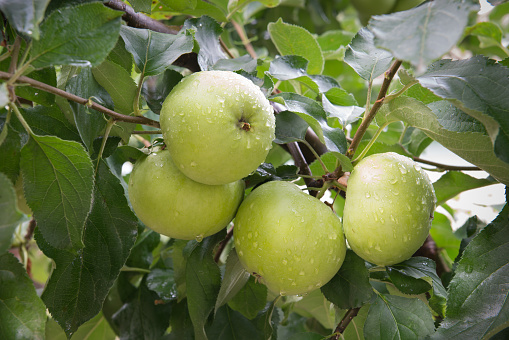 green apples on a branch