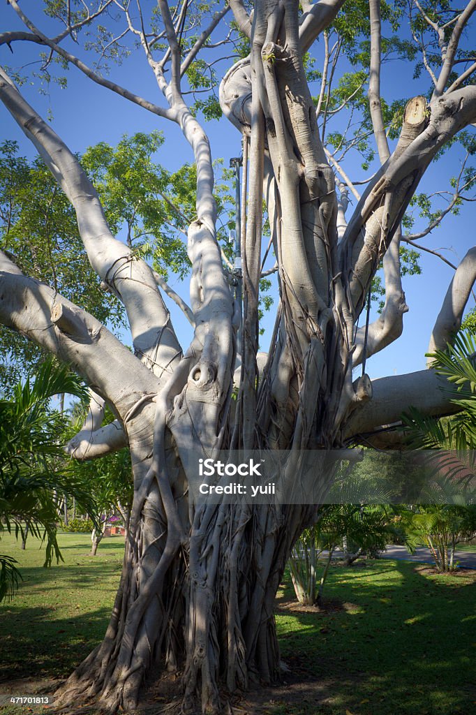 The big old tree Ancient Stock Photo