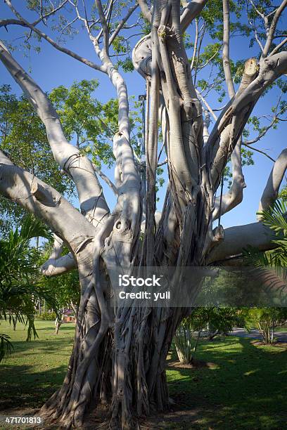 The Big Old Tree Stock Photo - Download Image Now - Ancient, Branch - Plant Part, Environment
