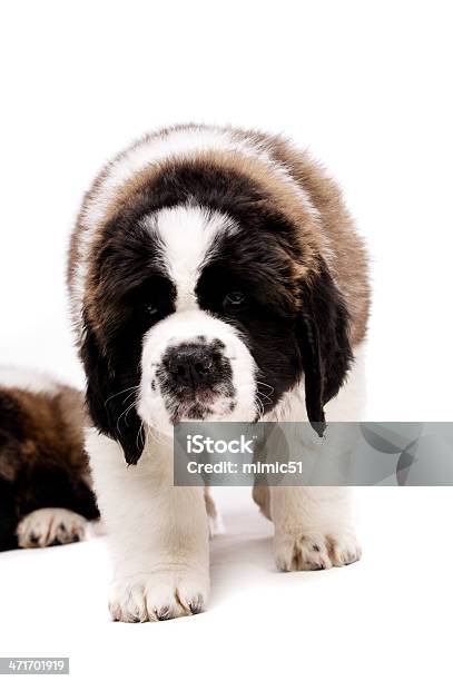 Saint Bernard Welpe Isoliert Auf Weiss Stockfoto und mehr Bilder von Bernhardiner - Bernhardiner, Braun, Flauschig