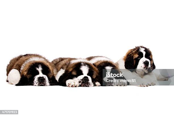 St Bernard 퍼피즈 흰색 바탕에 그림자와 0명에 대한 스톡 사진 및 기타 이미지 - 0명, 갈색, 강아지-어린 동물