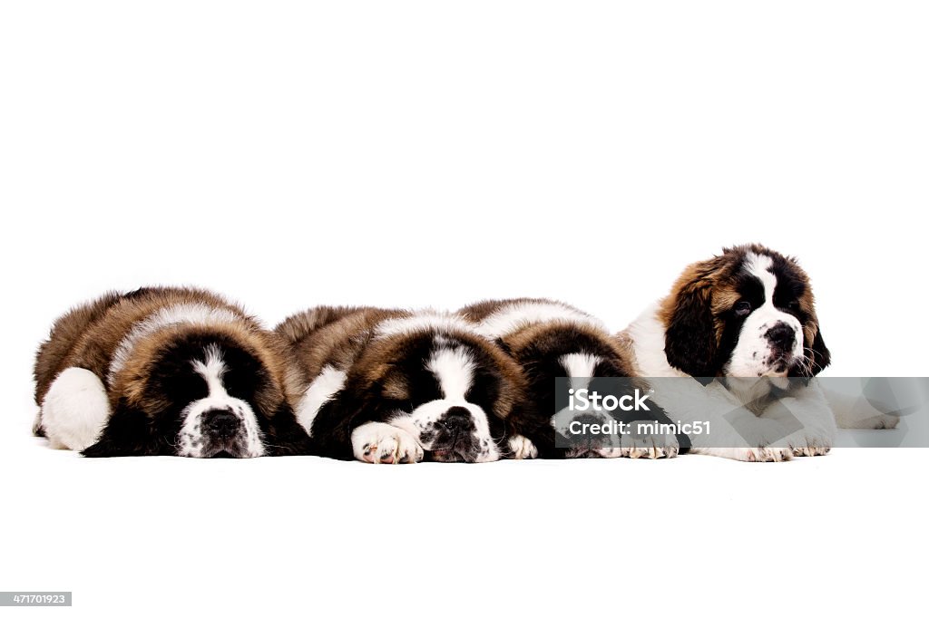 St. Bernard puppies isolada no branco - Foto de stock de Animal royalty-free