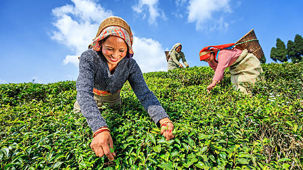 istock Indian pickers plucking tea leaves in Darjeeling, India 471701987