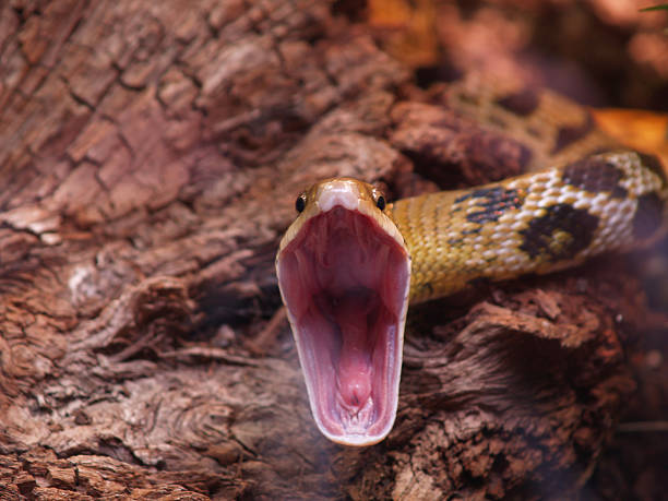 Rat snake (Elaphe taeniura) ready to attack stock photo