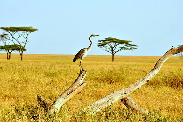istock Heron in Serengeti 471702227