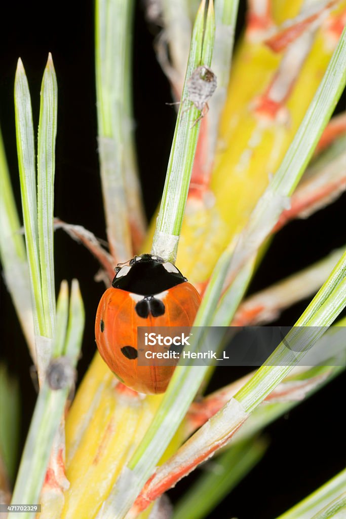 Mariquita, Coccinella septempunctata depredadora en aphids - Foto de stock de Aire libre libre de derechos