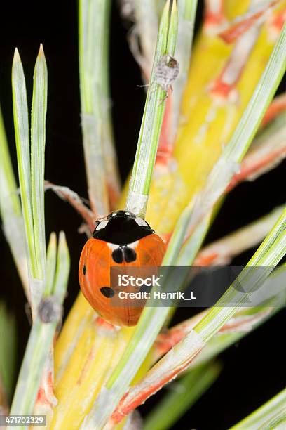 Mariquita Coccinella Septempunctata Depredadora En Aphids Foto de stock y más banco de imágenes de Aire libre