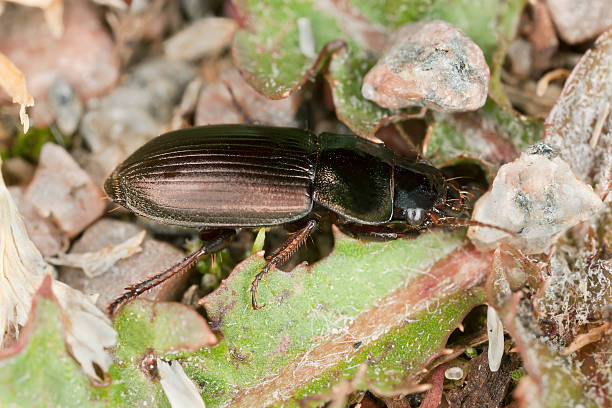istock Ground beetle, Harpalus species, macro photo 471702387