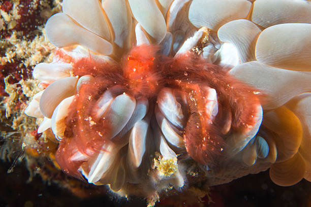 istock Red orang utan crab on hard coral 471702918