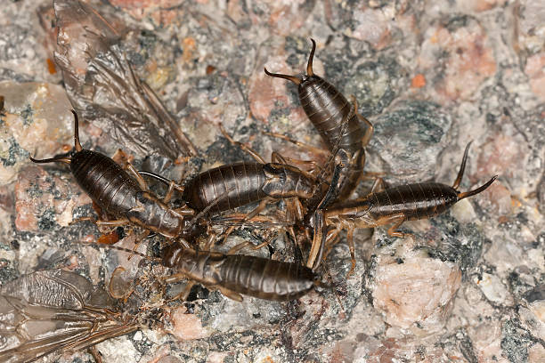 istock Earwigs feeding on insect, macro photo 471703041
