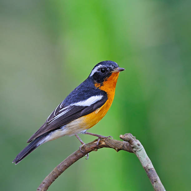 istock male Mugimaki Flycatcher 471703439