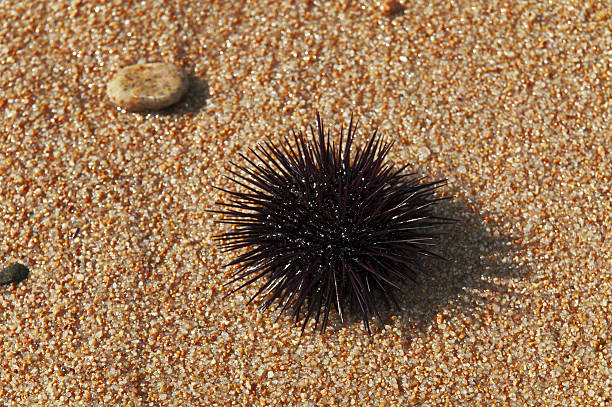 istock Sea urchin in sand 471703469