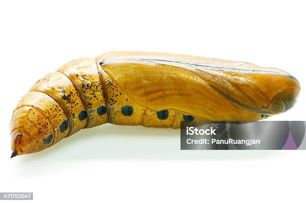 Oleander Hawkmoth Pupa Stock Photo - Download Image Now - Animal, Brown, Cocoon - Animal Stage