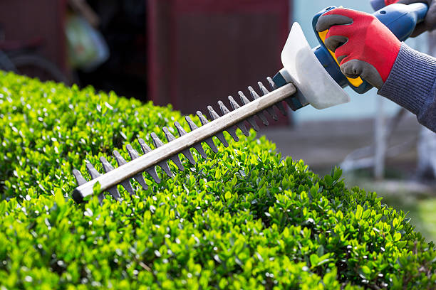 Trimming the Bushes Cutting a hedge with electrical hedge trimmer hedge stock pictures, royalty-free photos & images
