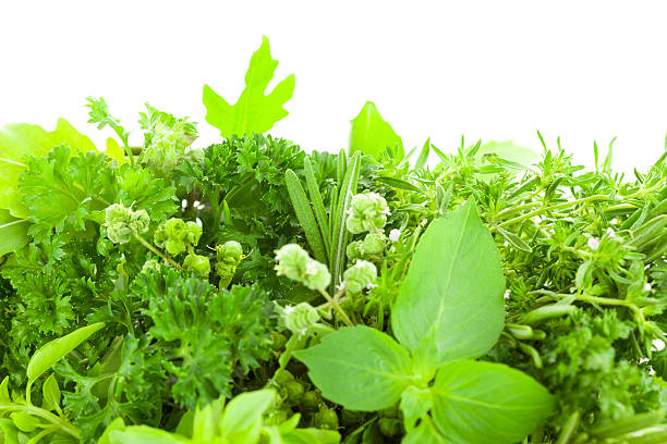 istock Border of Different  Fresh Spice Herbs  isolated 471704227