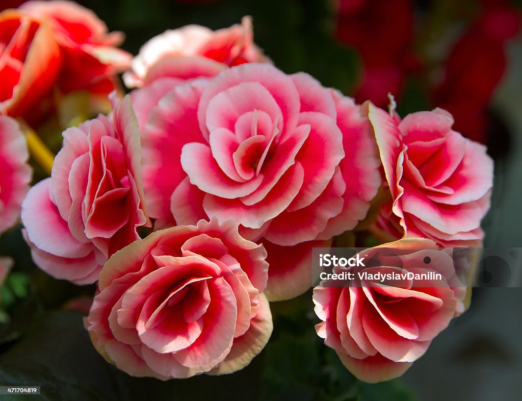 red flowers red flowers rose bush Decoration Stock Photo