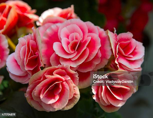 Red Flowers Stock Photo - Download Image Now - Decoration, Flower, Gardening